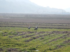 Izumi crane park - these guys migrate from Siberia (don't blame them really?!)